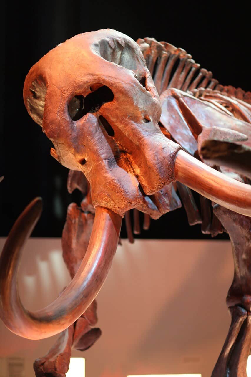 Michigan Museum of Natural History mammoth skeleton