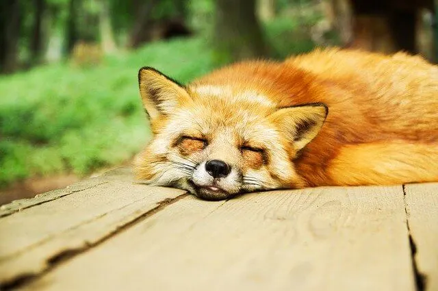 Fox asleep on a wooden bench in a park