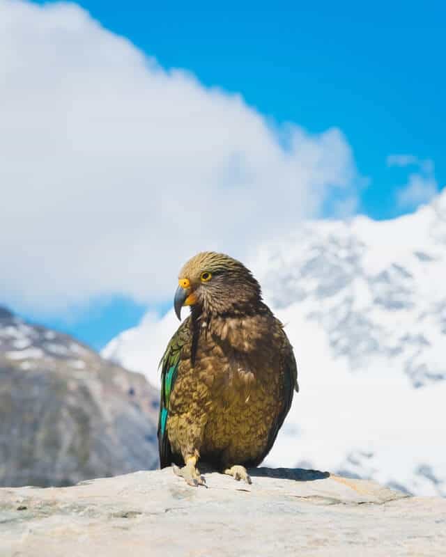 Kea Bird perched on a rock with a snow topped mountain in the background