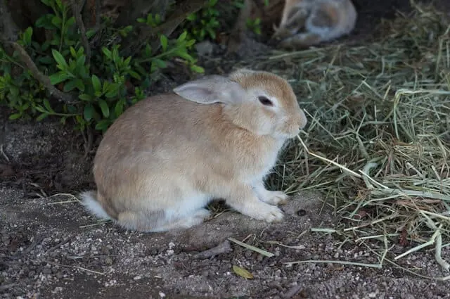 Rabbit sat on the ground in a forest