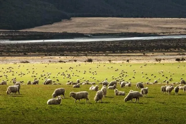 Sheep in New Zealand