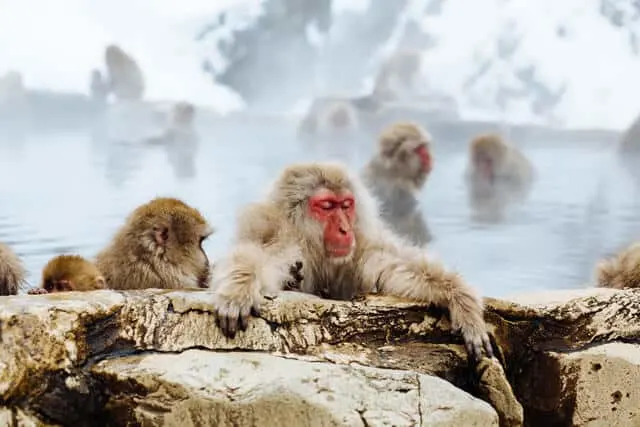 Red faced moneys with brown fur soaking in an onsen surrounded by snow