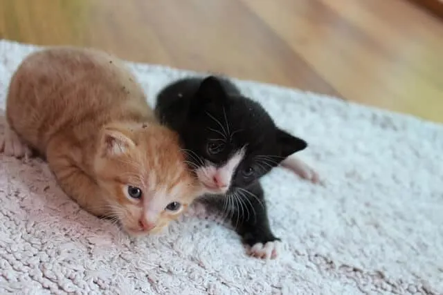 Two kittens on a white rug on a wooden floor at a cat cafe