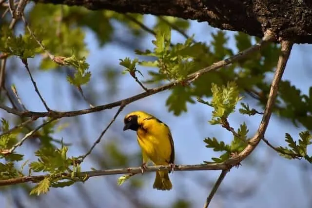 Bright yellow weaver bird sitting on a branch in focus surrounded by light green leaves