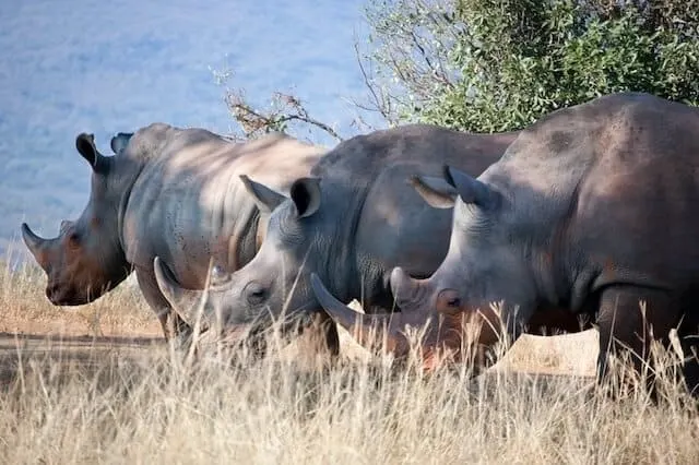 Closue up of three white rhino lined up eating grass in front of a sparse green tree