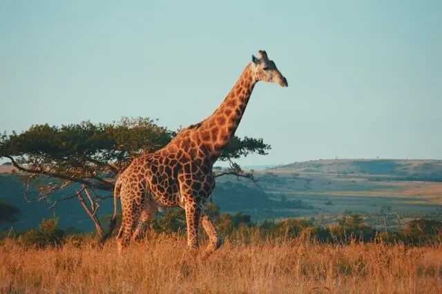 Giraffe walking through yellow grasses to knee height with an acacia tree in the background