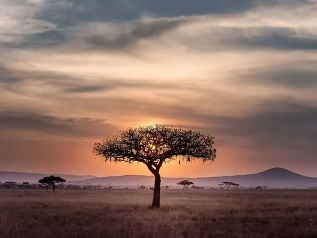 Sunset behind a silohuette of a single acacia tree