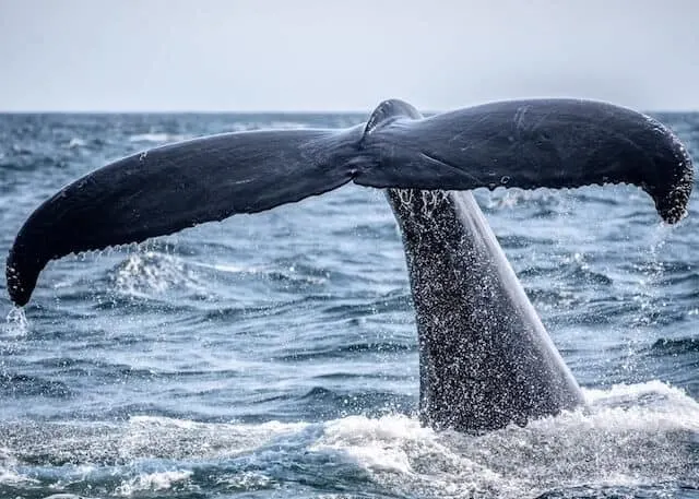 Close up shot of a large whale tale about to slap on to the ocean
