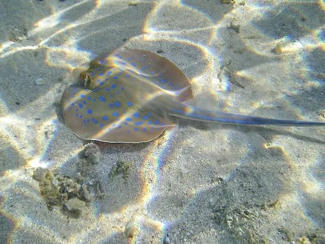 Stingray at Margaret River