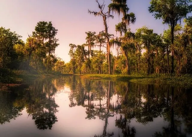 Peaceful swamp scene at dusk with tall trees in the background and still water in the foreground reflecting the trees