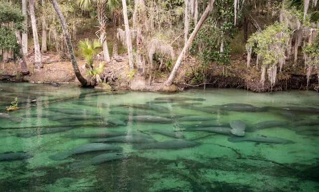 Manatees under green water at Blue Springs State Park