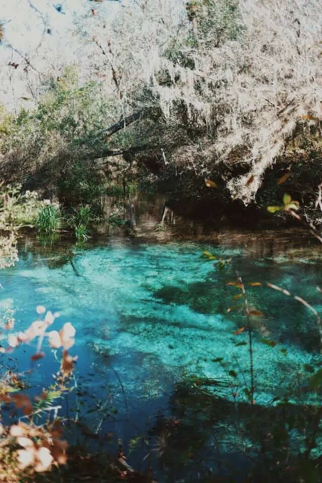 Clear blue water surrounded by light green trees hanging down at Ichetucknee Springs Florida