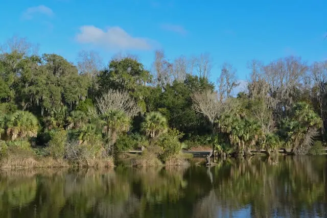 Still water in front of the of bank of trees and bushes that looks quite swamp like