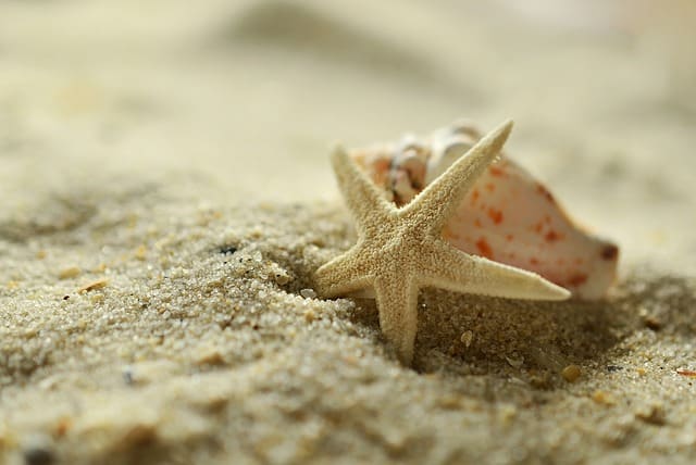 Shell and Starfish on the sand