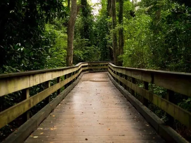 Wooden walkway through the forrest with large tall green leafed trees rising up either side of the walkway