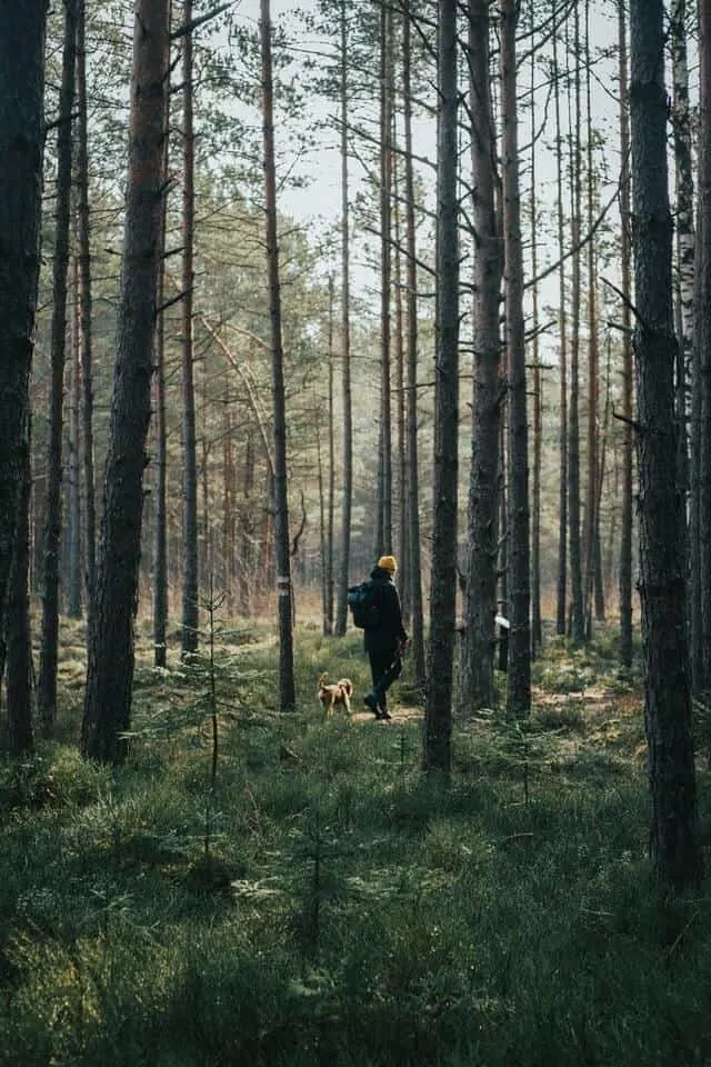 Hiker in the woods with a dog on a leash