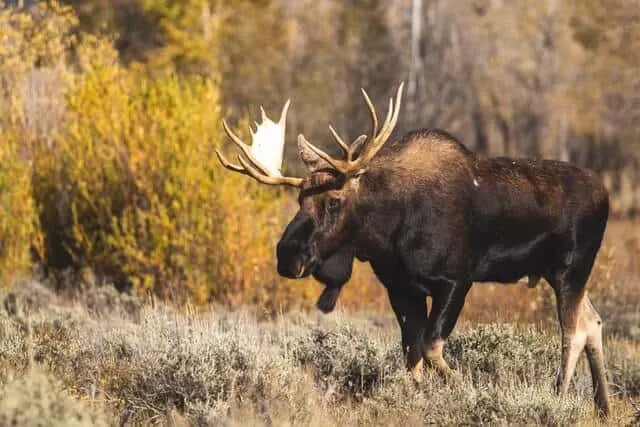 Side view of a moose surrounded by nature
