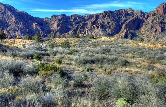 Open plains covered in tufted hort bushes in front of mountains in the background at Big Bend National Park