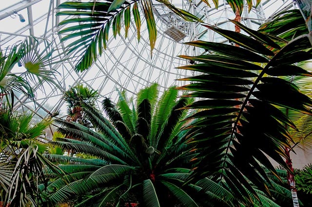 Looking up at the glass boisphere dome in San Antonio Botanical Garden from underneath tropical tree leaves