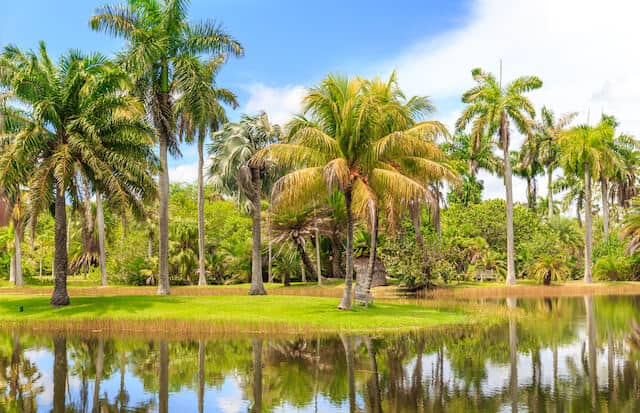 Fairchild Tropical Botanical Garden with palm trees standing on a grass covered island in the middle of the lake