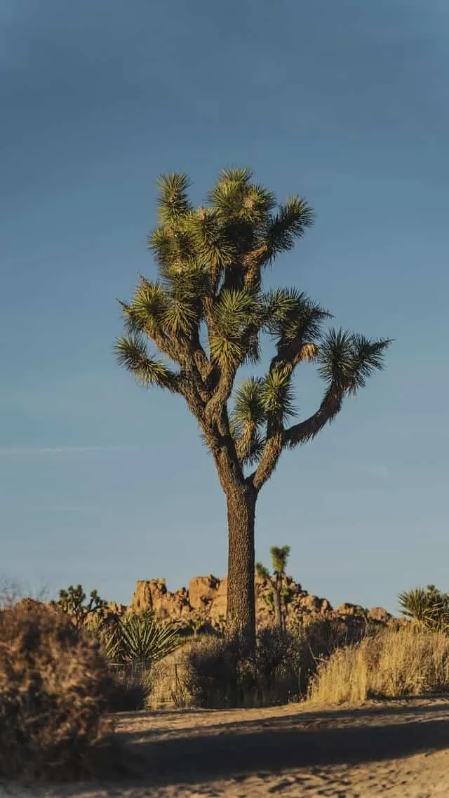 Joshua Tree in focus in Joshua Tree National Park