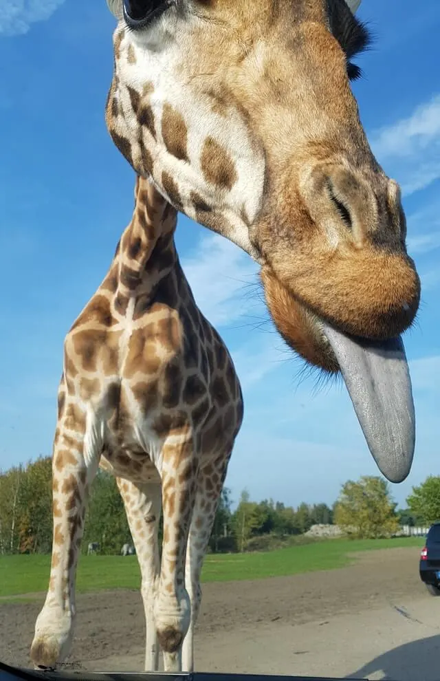 Giraffe leaning towards the vehicle with it's tongue out, another vehicle on the road further away