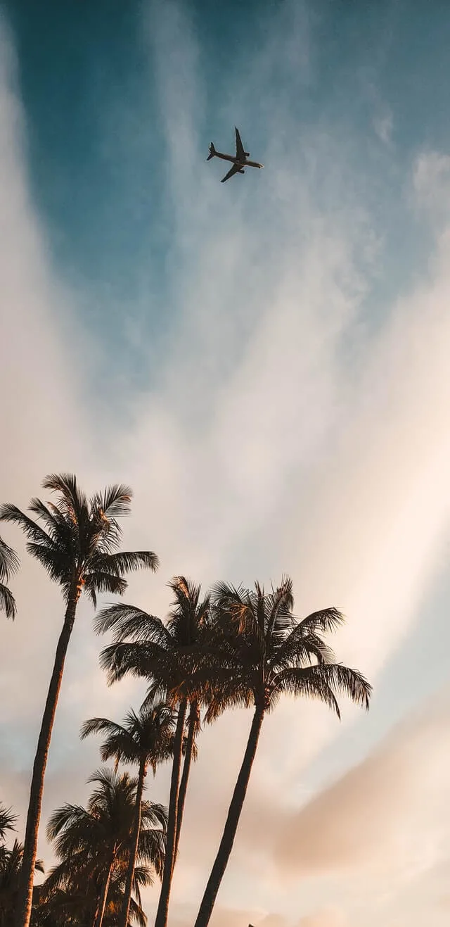 Plane flying high in the sky above the tops of several palm trees