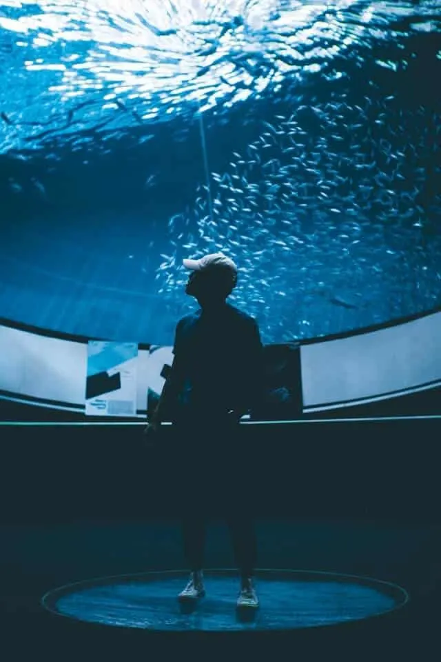 Man standing underneath the aquarium tank at the Miami Science Museum