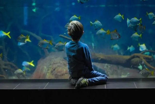 Child sitting on the side of an aquarium looking at the tropical fish swimming inside