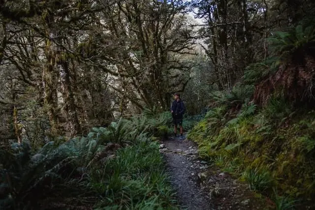 Man standing on a woodland path with green banks either side and tree coverage across the left side of the path