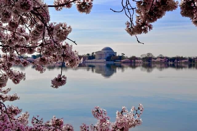 Cherry Blossom framing the Jefferson Monument