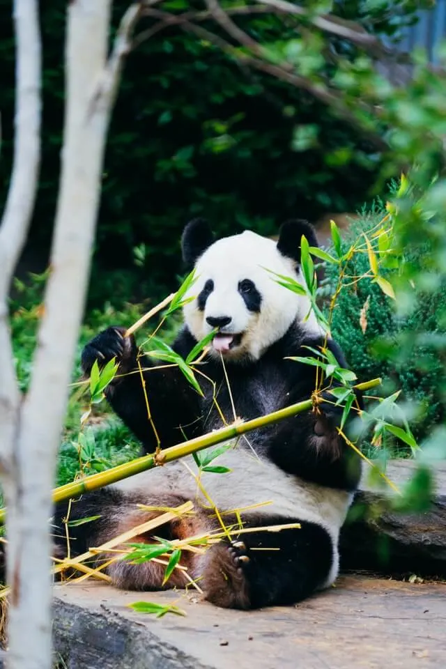 Panda eating bamboo at the National Zoo