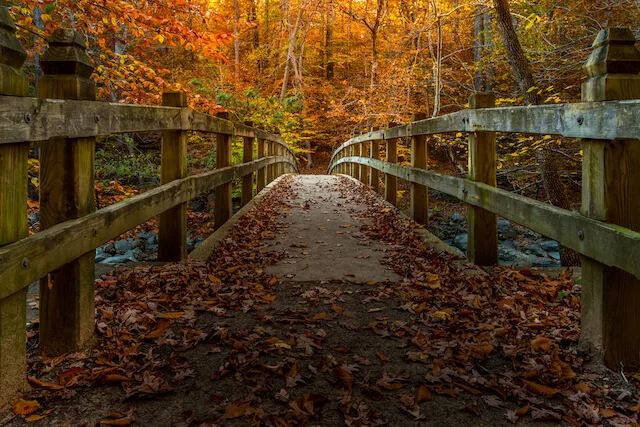 Wooden Bridge surrounded by autumn leaves in Rock Creek Park, Washington DC