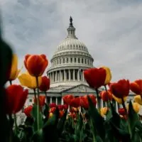 Washington DC Attractions You Can't Miss cover photo of the Capitol Building, the top of which is seen from behind vibrant tulip flowers