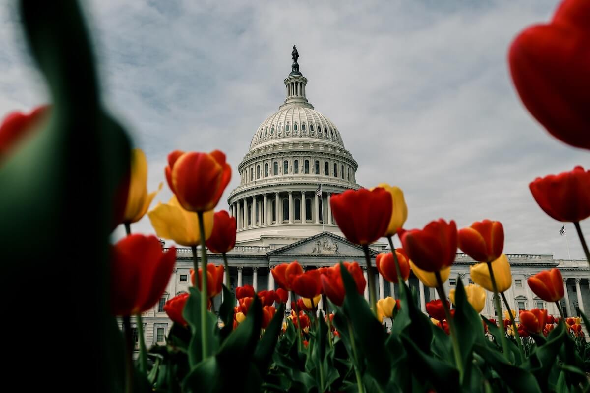 Washington DC Attractions You Can't Miss cover photo of the Capitol Building, the top of which is seen from behind vibrant tulip flowers