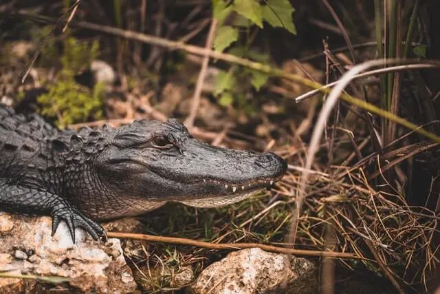 Aligator in the Everglades