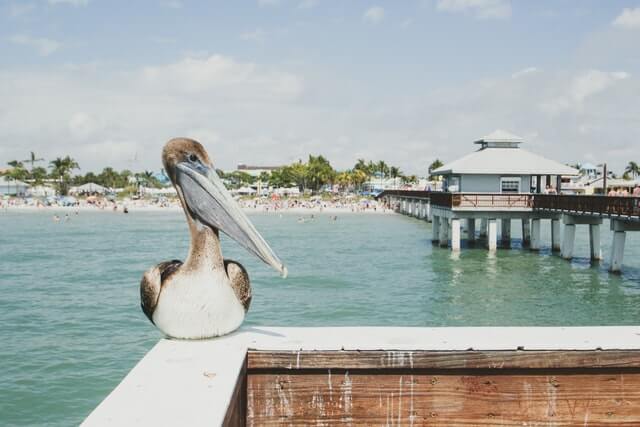 Fort Myers Pier with Pelican sat on the ballastrade