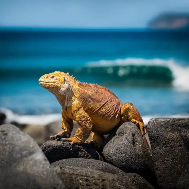 Iguana on a rock in focus in front of the ocean