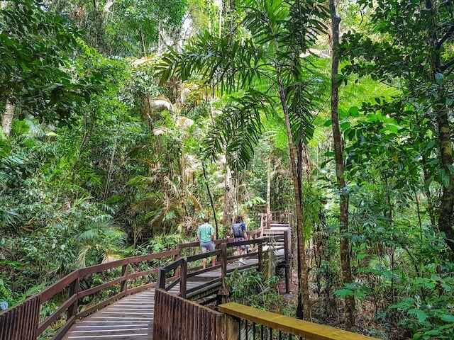 Boardwalk in the Daintree National Park, Wet Tropics of Queensland