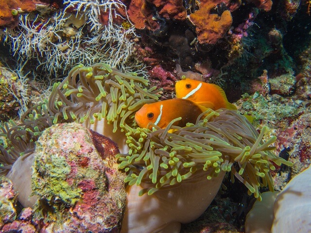 Two clownfish playing in a coral reef