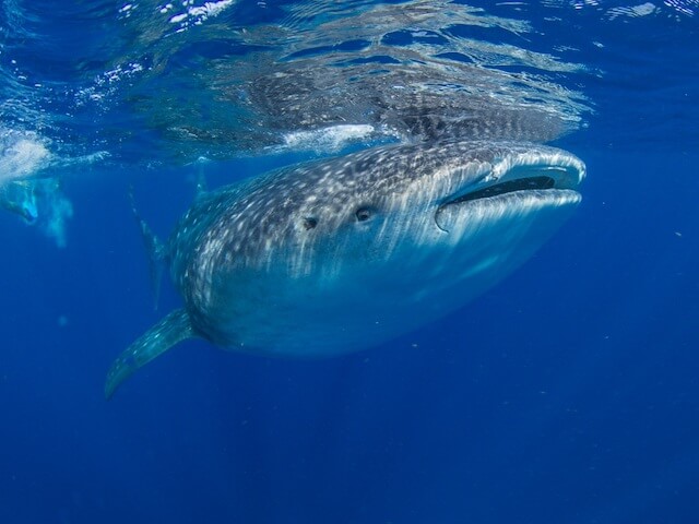 Whale Shark swimming close to the surface of the water