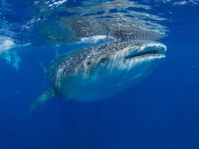 Whale Shark swimming close to the surface of the water