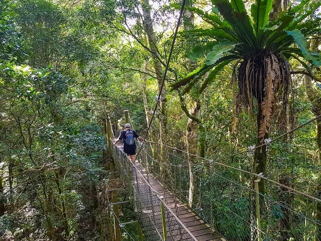 Tree Top walk at Lamington national Park, Gondwana Rainforest, Queensland