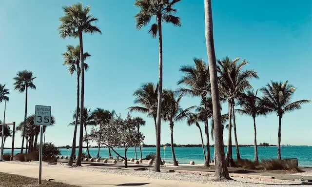 Bayshore Boulevard Tampa lined with palm trees with the ocean in the background