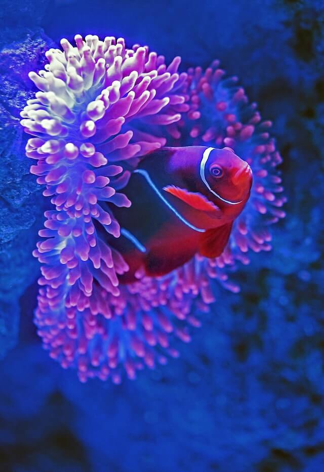 Tropical Fish in an aquarium