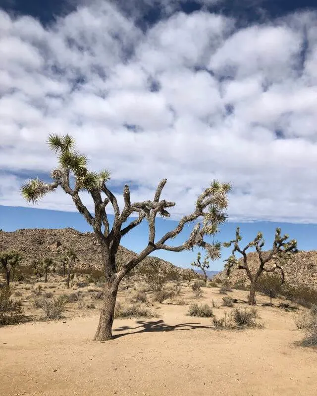 Joshua Tree National Park