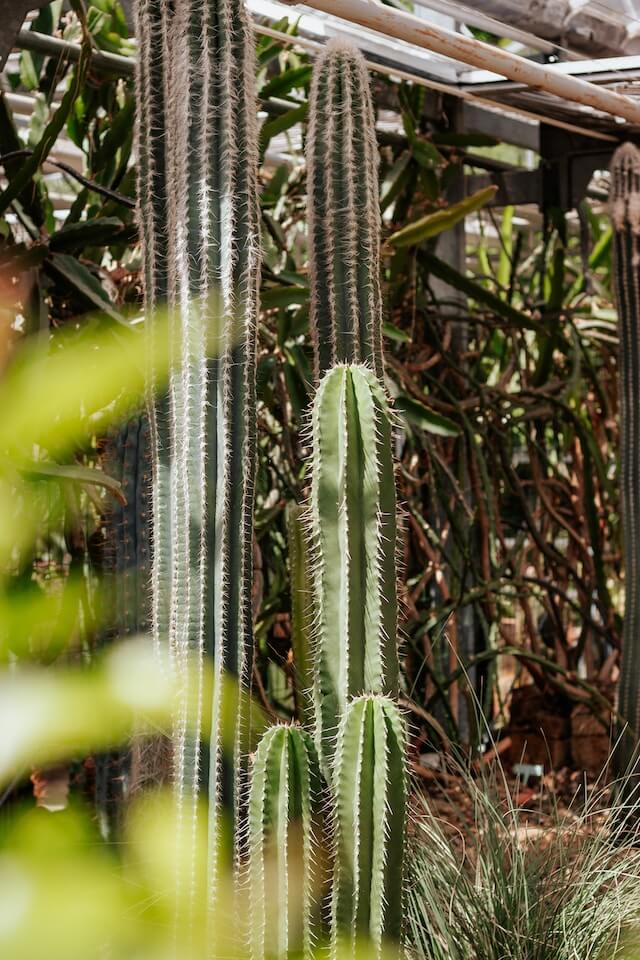 Tall cacti plants in a botanical garden