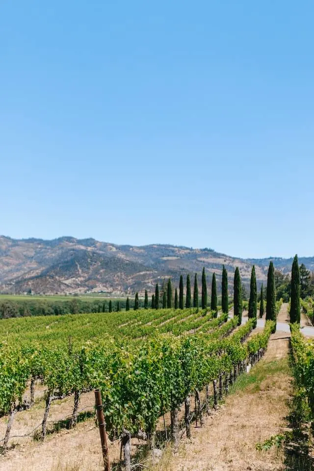 Rows of grapevines in Napa Valley, with mountains in the background