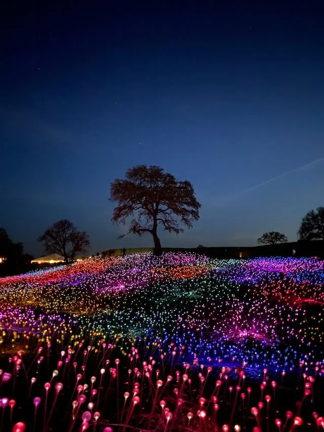 Sensorio multicolour light display on the ground around a tree in Paso Robles