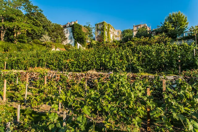 Clos Montmartre Vineyard